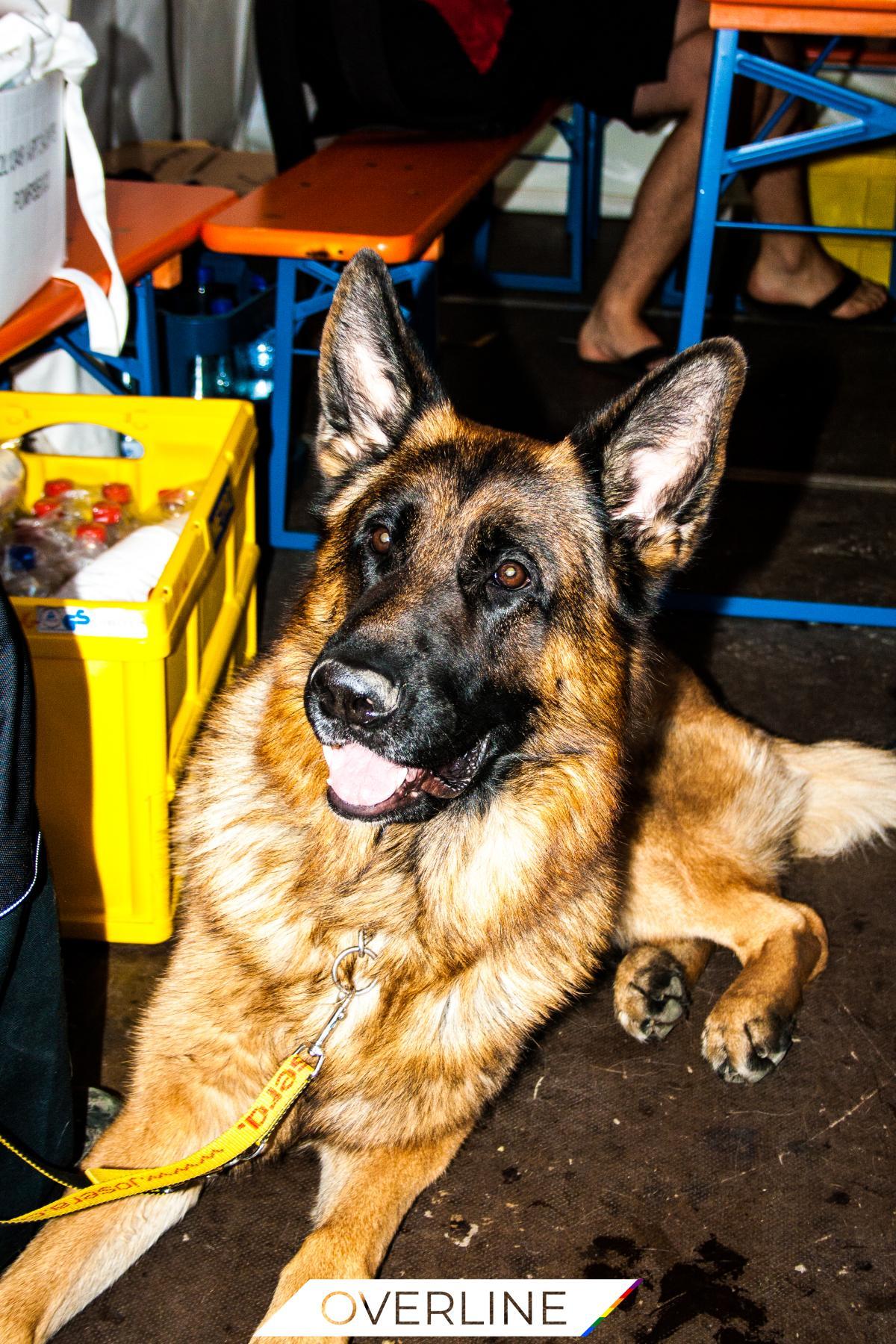 CSD Frankfurt 18.07.2014 | Bild 11