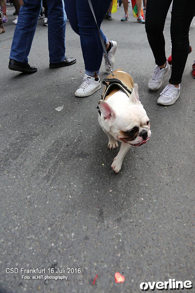CSD Frankfurt Demo 16.07.2016 | Bild 617