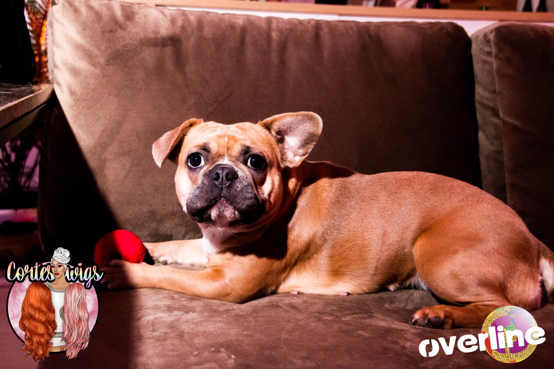 Cortes Wigs   07.02.2020 | Bild 4